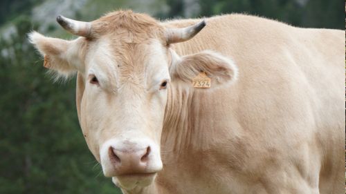 vache-pyrenees