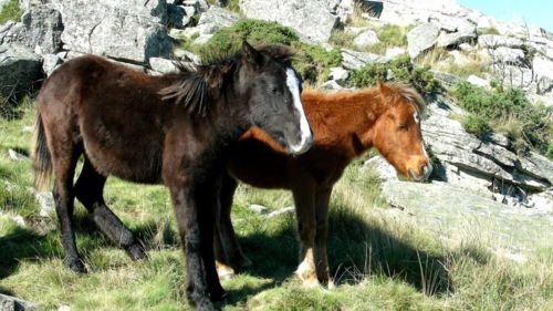 skieurs-pyrenees