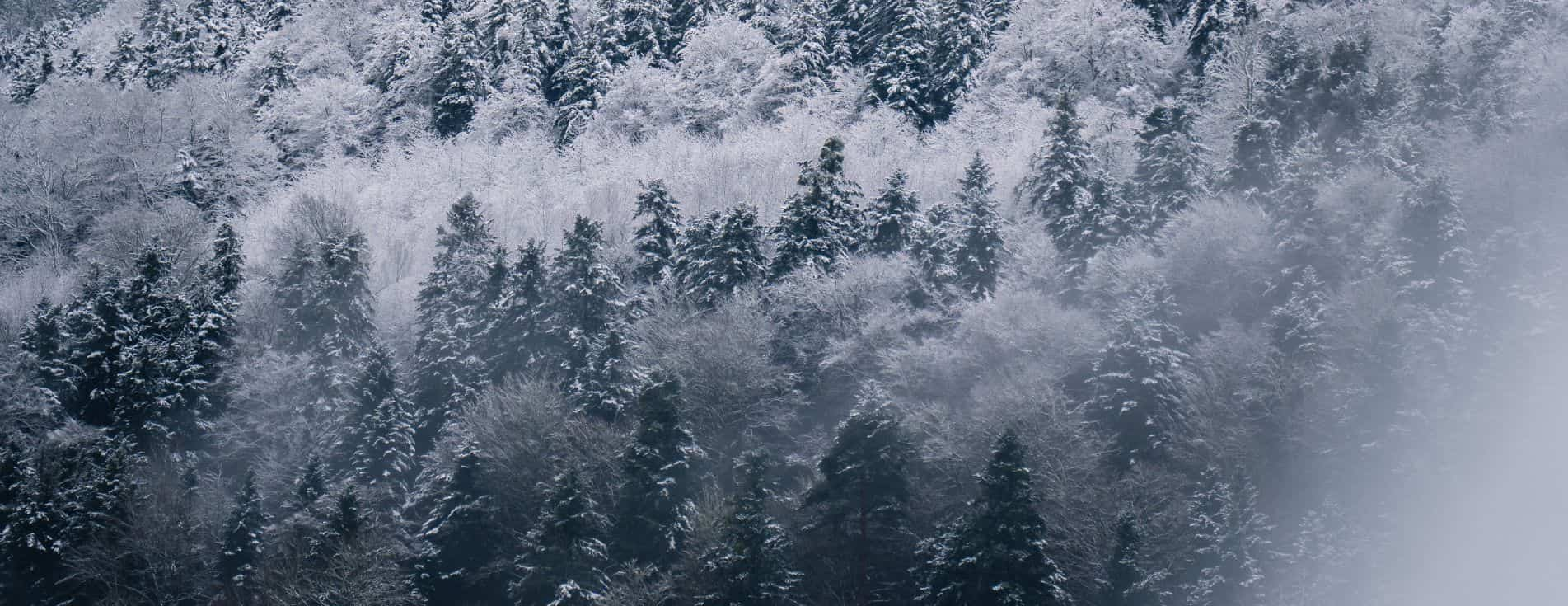 sapins-neige-pyrenees