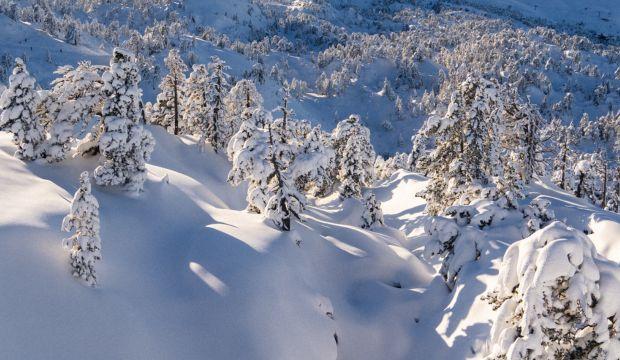neige-naturelle-arbre